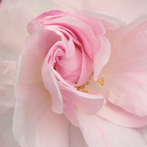 Поръчка на рози - Стари рози-Kарнавални и тромпетни рози - бял - Pоза Блис и перпетуа - интензивен аромат - Антоан А.Жаке - Може да расте по огради и розови арки.Харесва места с половин сянкал.